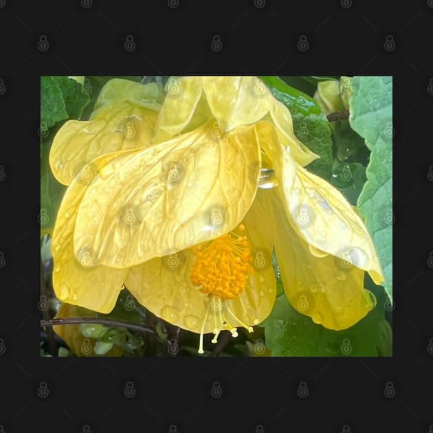 Yellow Flowering Maple...We are made to Open in Love by Photomersion