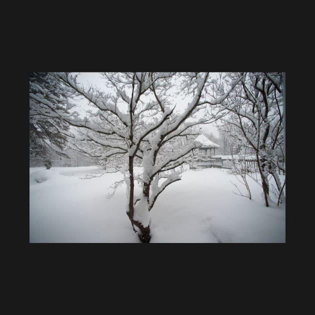 ... A freshly fallen silent shroud of snow by wolftinz