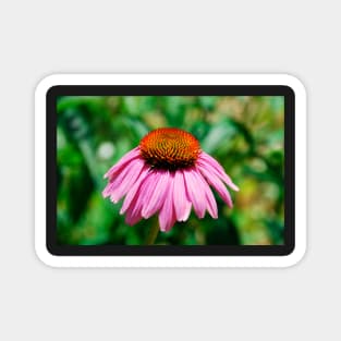 Echinacea Purpurea Magnet