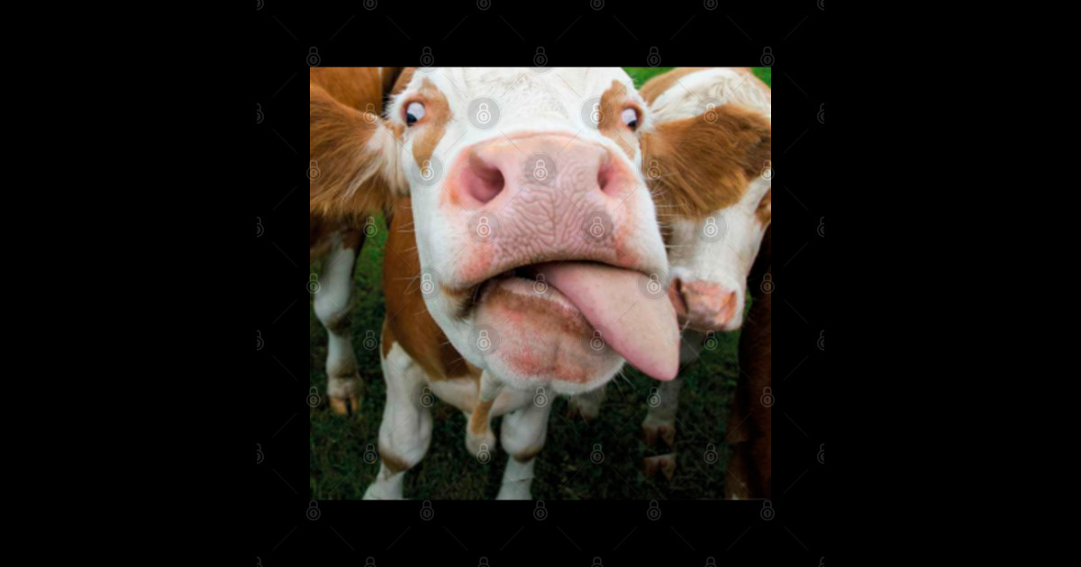 Funny Cow Licking Face Mask - Cow Mask - Mask | TeePublic
