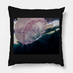 Moon Jellyfish With Small Fish Hiding Underneath Pillow