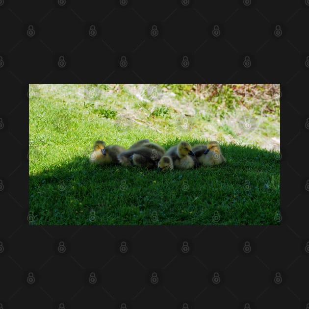 Five Sleepy Canada Goose Goslings by BackyardBirder