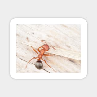 Tiny red-black ant, probably Formica aserva Magnet