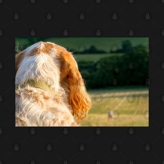 The Lookout Spinone by heidiannemorris