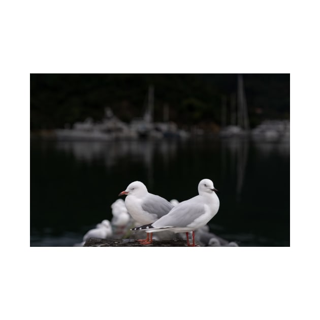 Seagull on pier at Picton, New Zealand. by brians101