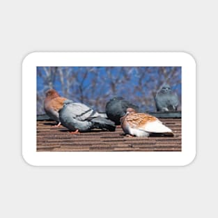 Pigeons On The Roof Magnet