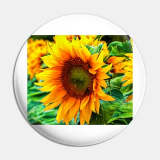 yellow flower blooming sunflower Pin