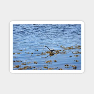 Heron hunting for fish on the River Tweed Magnet