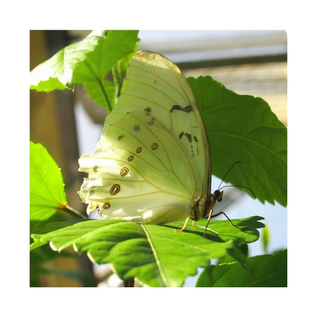 White Spring Butterfly by Scubagirlamy