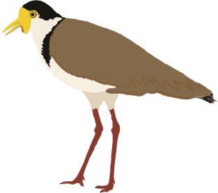 Masked Lapwing Magnet