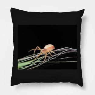 Small crab spider Pillow