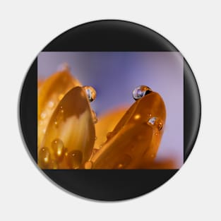 Macro of Water Drops on a Flower Pin