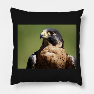 Peregrine Falcon Pillow