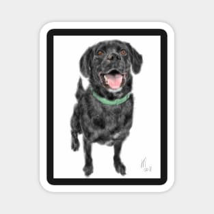 Sweet Black Labrador Retriever Magnet