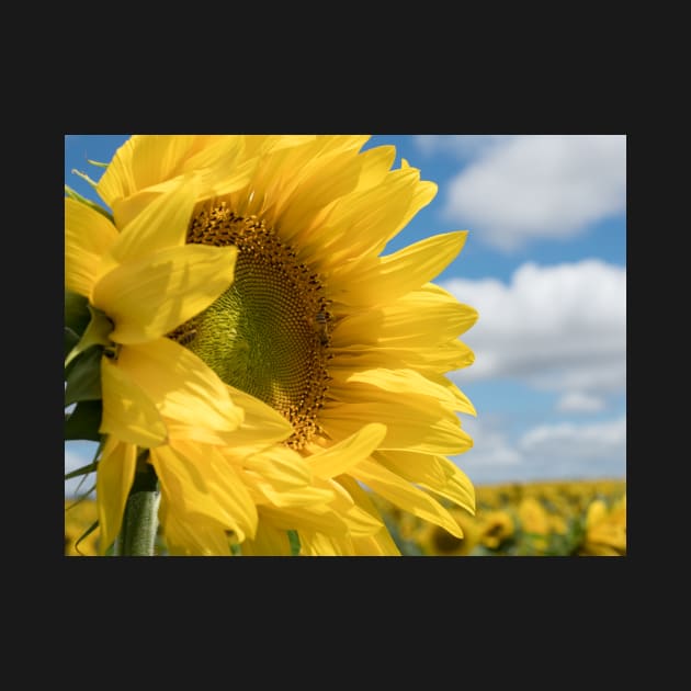 The Sunflower by LukeDavidPhoto