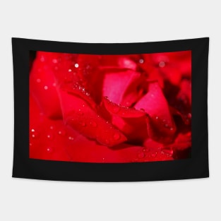 Red Hybrid Tea, Rose, Dewdrops, Flower Tapestry