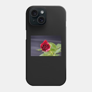 Red Rose top view Phone Case