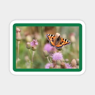 Small Tortoiseshell Butterfly resting in Sunshine Magnet