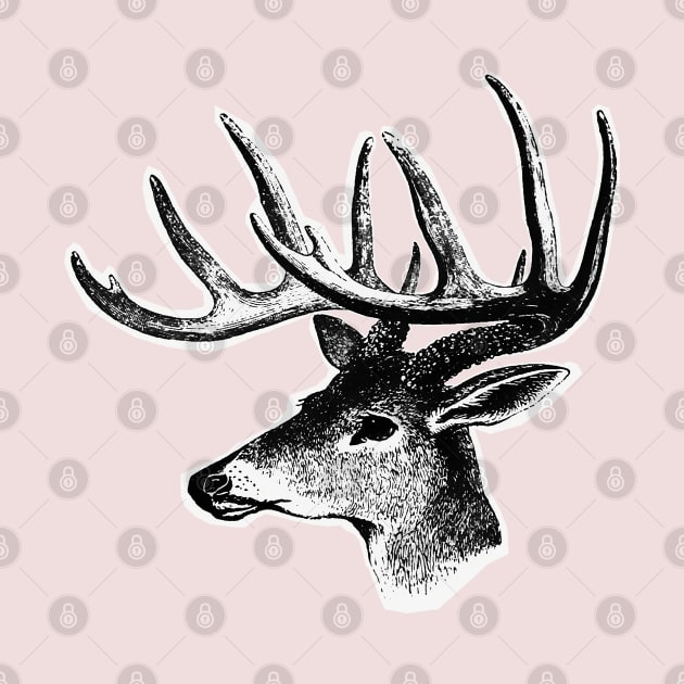 Deer head. Horned deer by Marccelus