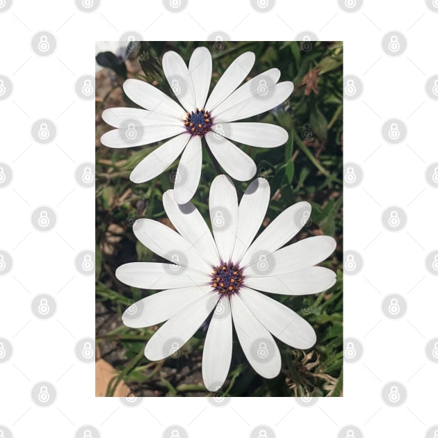 Blossoming White Osteospermum Flowers by PLANTONE