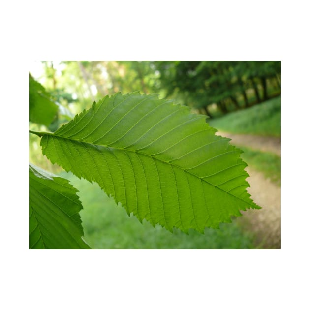 Green leaf by NatureFan