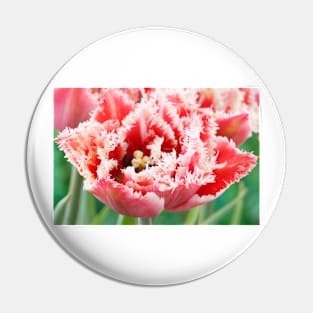 Tulipa  &#39;Brest&#39;   Fringed Group  Tulip Pin