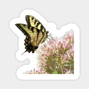 Butterfly on pink flowers with no background Magnet