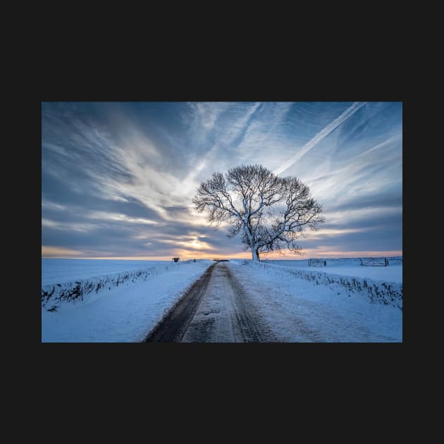 Snowy Tree and Road at Dawn by TonyNorth