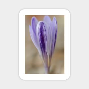 Crocus cancellatus subspecies cancellatus  Autumn flowering crocus Magnet