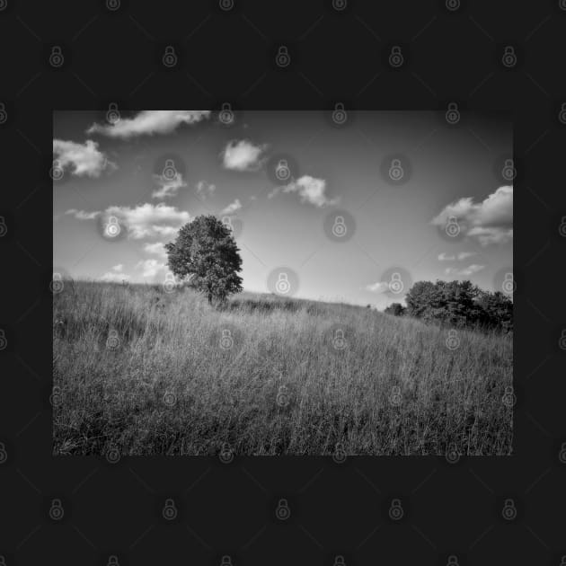 Lonely Tree landscape black and white photography by art64