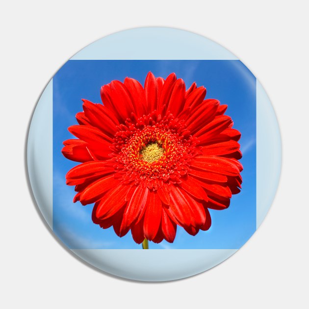 Red gerbera Pin by IrinaAfonskaya