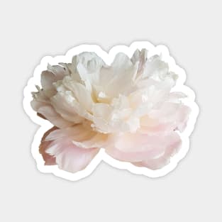 Pale Pink Peony Flower Magnet