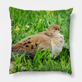 Mourning Dove Resting In The Grass Pillow