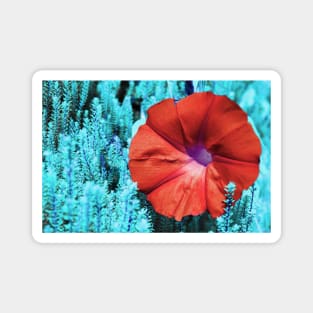 Color edited Morning Glory Magnet