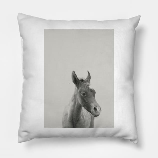 Foal 04 Pillow by froileinjuno