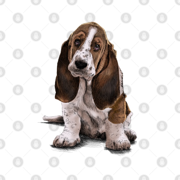 Basset - Hound by sibosssr