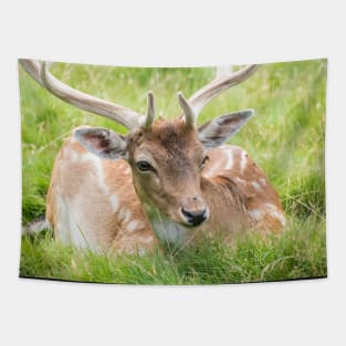 Fallow Deer Tapestry