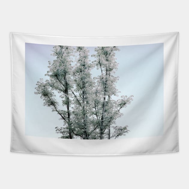 Simple Tree Against Sky Tapestry by Design A Studios