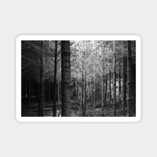 forest in black and white Magnet