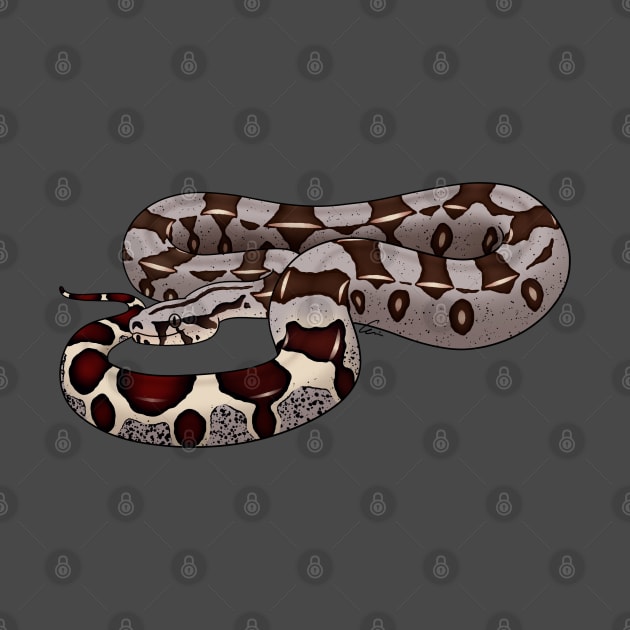 Red-tailed Boa or Boa Constrictor Constrictor - BCC by anacecilia