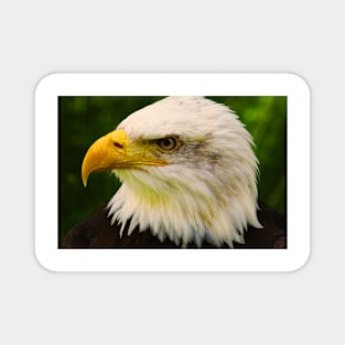 Bald Eagle (Vivid) Magnet