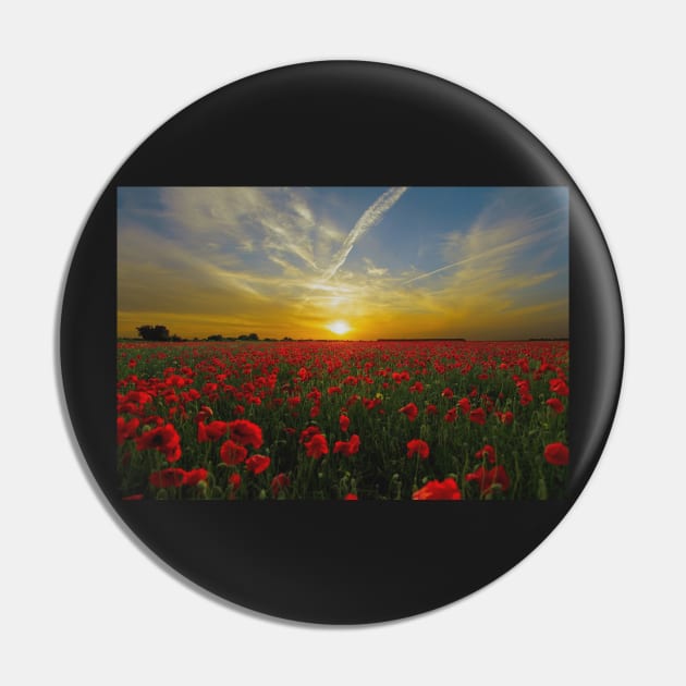 ANZAC Day Field Poppies Pin by Felicity-K