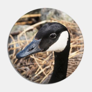 Canada Goose Resting On Her Nest Pin