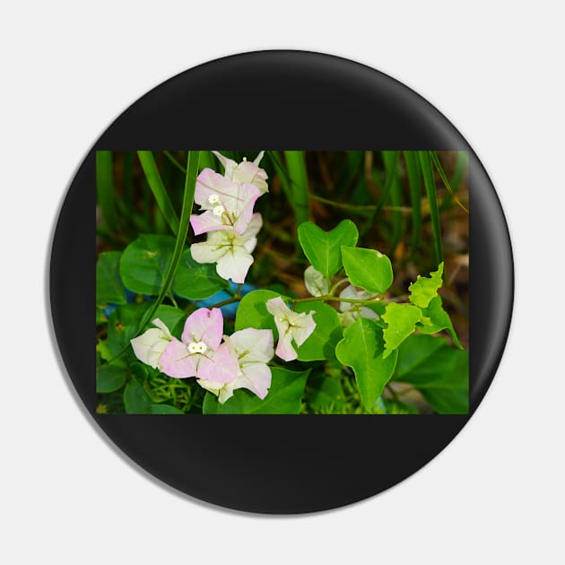 Bougainvillea Pin by Sparkleweather