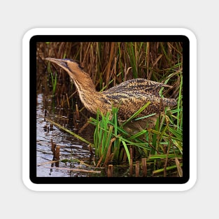 Bittern Magnet