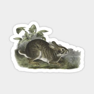 RABBIT Illustration Magnet