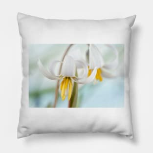 Erythronium dens-canis var. niveum  Dogs tooth violet  Trout lily Pillow