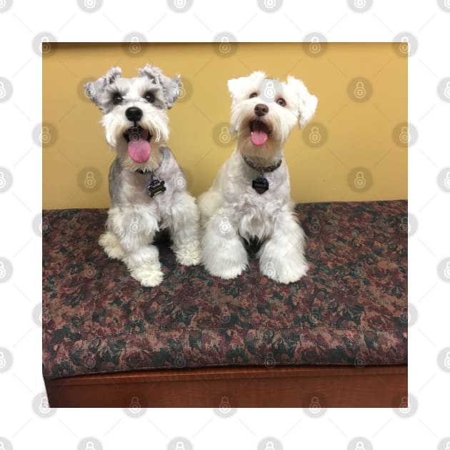 Cute Schnauzers by Wacky and Wild Shirts