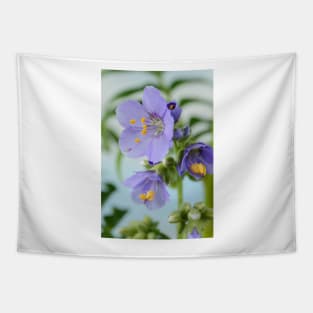 Polemonium  &amp;#39;Blue Pearl&amp;#39;  Jacob&amp;#39;s ladder Tapestry