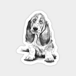 Basset-Hound Magnet